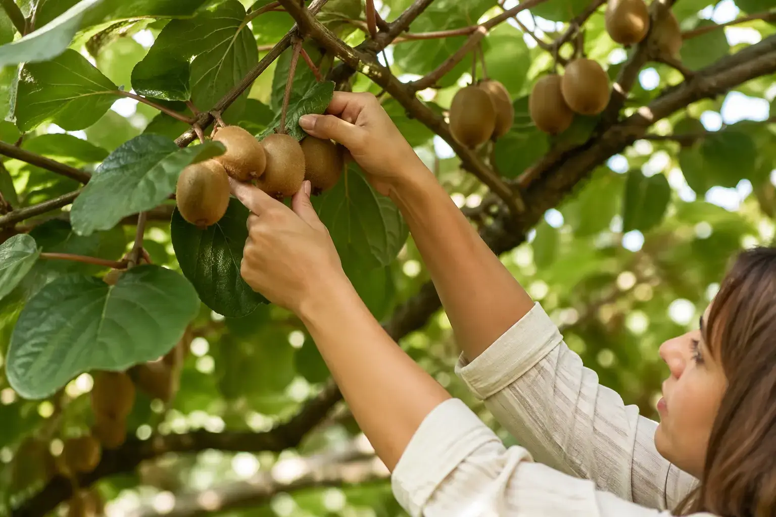 Дерево Злато